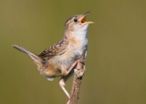 Duck Lake and Nisbet Forest Birding Tour – 6 great hours with fascinating woodland and water birds