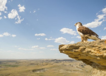 Canada – Saskatchewan Late-Summer Birding Grand Tour: August 24 – 29, 2026