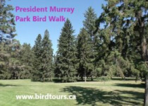 President Murray Park Bird Walk – 1 hour birding in Saskatoon’s best coniferous forest park