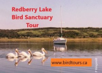 Redberry Lake Bird Sanctuary Tour – 8 hours with fascinating woodland and water birds