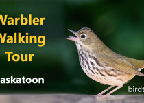 Warbler Walking Tour – 2 hours searching for beautiful gems of the bird world