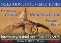 Cheerful Chickadee Feeding and Photography Tours 2026