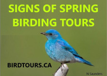 Signs of Spring Birding Tour: 2 great options