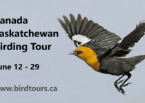 Canada – Saskatchewan Birding Grand Tour: June 12-29, 2027