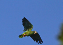 National Park of the East Birding Tour from Bayahibe or La Romana