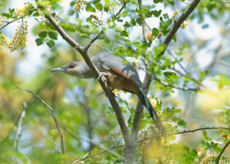 National Park of the East Birding Tour from Bayahibe or La Romana
