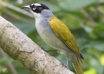 National Park of the East Birding Tour from Bayahibe or La Romana