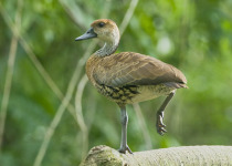 7 Day Ultimate Birding Package in the Dominican Republic