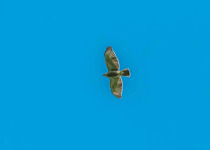 7 Day Ultimate Birding Package in the Dominican Republic
