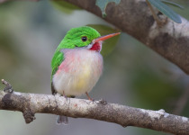 National Park of the East Birding Tour from Santo Domingo