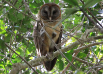National Park of the East Birding Tour from Punta Cana