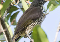 National Park of the East Birding Tour from Punta Cana