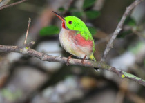 Los Haitises National Park Birding Tour from Punta Cana