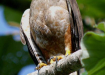 Los Haitises National Park Birding Tour from Punta Cana