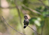Los Haitises National Park Birding Tour from Punta Cana