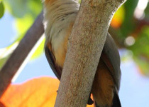 Los Haitises National Park Birding Tour from Punta Cana