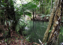 Los Haitises National Park Birding Tour from Punta Cana