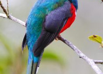 Ebano Verde Cloud Forest Birding Tour from Santo Domingo