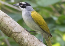 Ebano Verde Cloud Forest Birding Tour from Santo Domingo