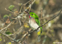 Ebano Verde Cloud Forest Birding Tour from Santo Domingo