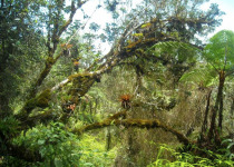 Ebano Verde Cloud Forest Birding Tour from Puerto Plata, Sosua or Cabarete