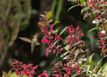 5 Day Endemics Birding Package in the Dominican Republic