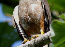 5 Day Endemics Birding Package in the Dominican Republic