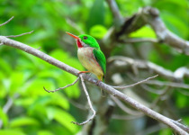 5 Day Endemics Birding Package in the Dominican Republic