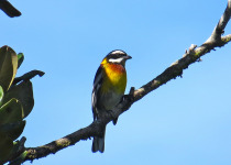 5 Day Endemics Birding Package in the Dominican Republic
