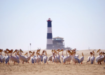 Coastal Birding Day Tour