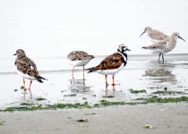 Coastal Birding Day Tour