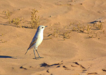 Coastal Birding Day Tour