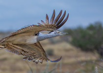 Custom Birding Tours Across Namibia