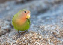 Custom Birding Tours Across Namibia