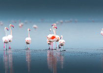 Custom Birding Tours Across Namibia