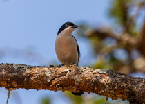 10 Days Rwanda Birding and Gorilla Adventure