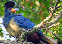 12 Day Kenya East Coast Birding Safari