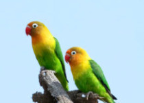 12 Days Eastern Uganda Birding, Kidepo, Pian Upe and Mount Elgon