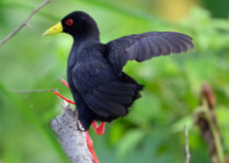 12 Days Eastern Uganda Birding, Kidepo, Pian Upe and Mount Elgon