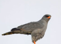 12 Days Eastern Uganda Birding, Kidepo, Pian Upe and Mount Elgon