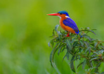 16 Day Uganda Birding and Photography Safari