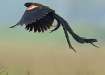 18 Days Tanzania Birding - Eastern Arc Mountains