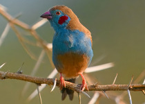 23 Days Kenya Bird Watching and Game Drive