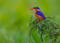 7 Days Uganda Shoebill, Albertine Rift Endemics and Gorilla Tour