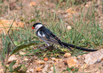 8 Day Birding in Uganda