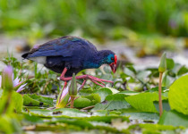 One Week Uganda Birding Tour
