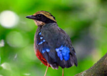 One Week Uganda Birding Tour