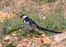 One Week Uganda Birding Tour