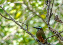 Birdwatching Toh Nature Reserve - Puerto Morelos