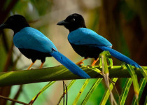 Birdwatching Toh Nature Reserve - Puerto Morelos